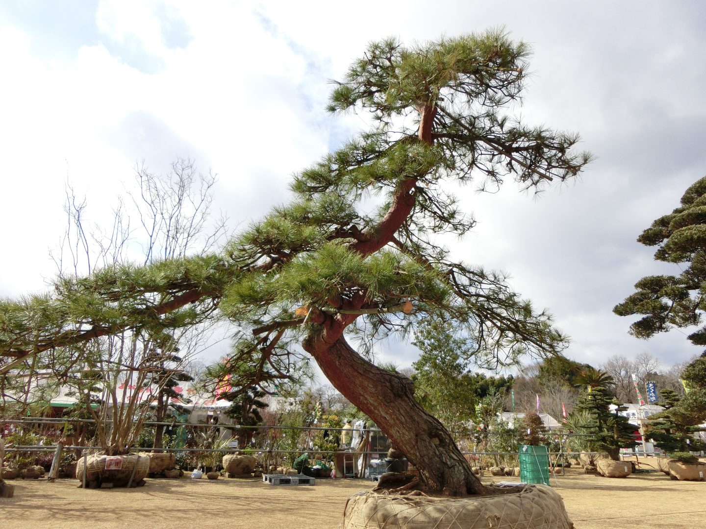 春が来た～～～　「　春の植木市　」　すごい枝ぶりの松の木　晴天の春の香りに映える。。。字余り！