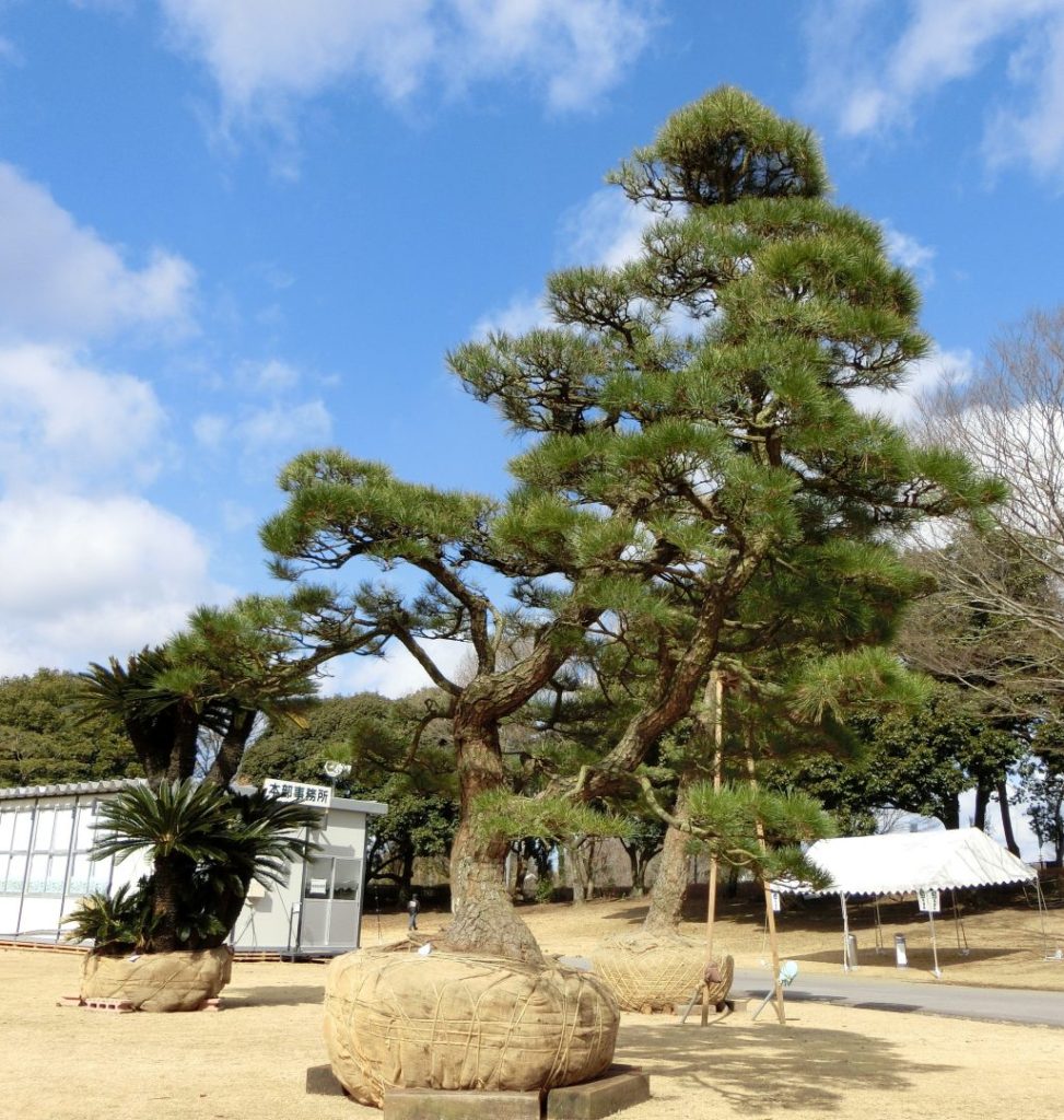 春の植木市